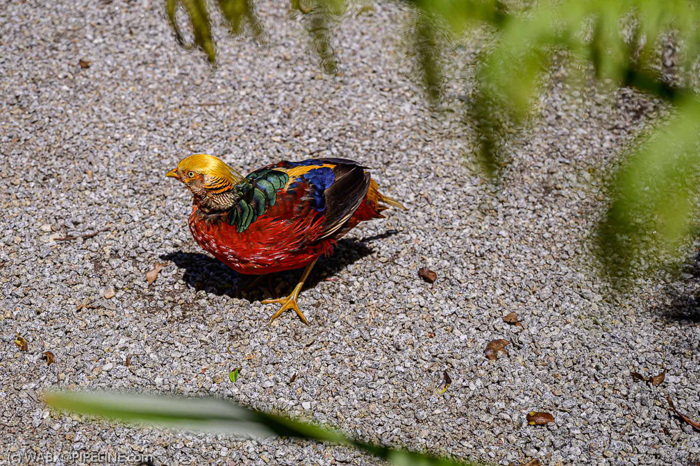 Golden Pheasant   0990