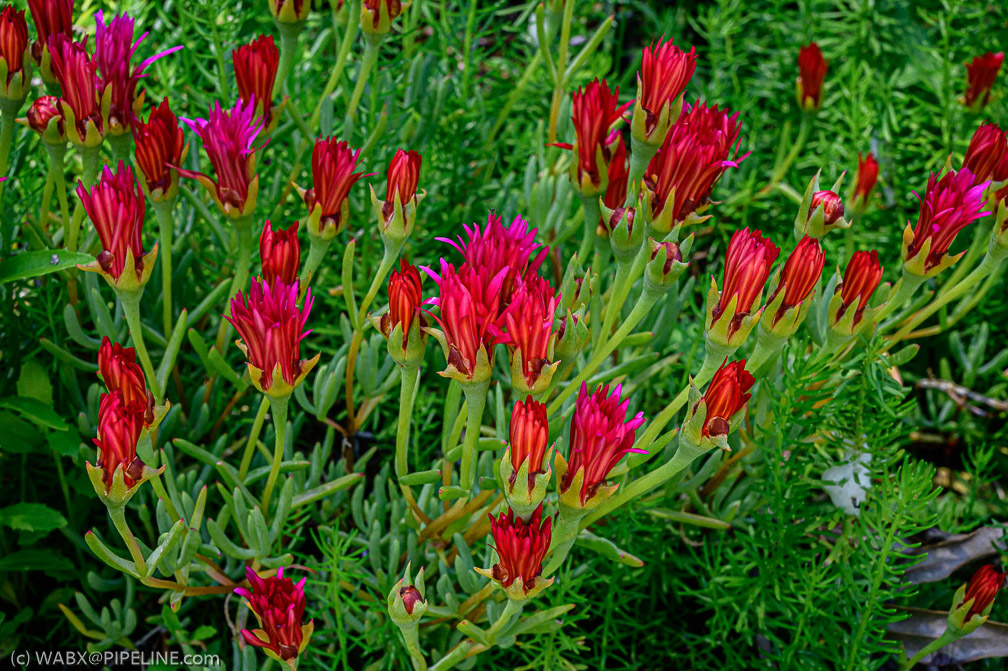 Tresco flowers simply amaze  1026